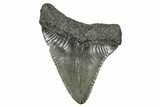 Serrated, Juvenile Megalodon Tooth - South Carolina #368674-1